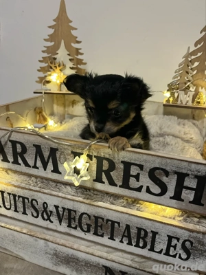 chihuahua welpe Bild 5