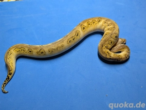 0.1 Bongo Pastel Clown  Bild 2