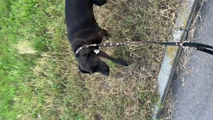 Kira sucht ein neues Zuhause 