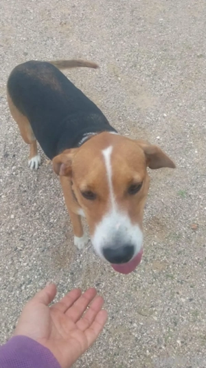 Extraliebe Frida Beaglemix in den besten Jahren sucht Hilfe