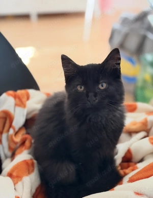 Kater Charlie zu verschenken 