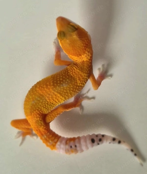 Leopardgeckos zu verkaufen