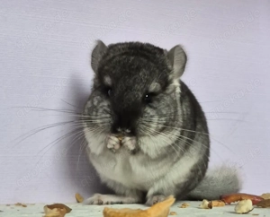 Chinchilla Baby Böckchen 