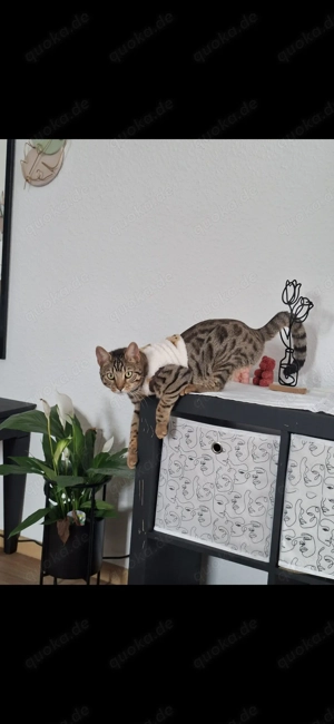 2 1 jahr alte bengal Katzen abzugeben 