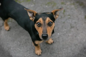Chip-Nr. 257665 - Ich bin lieb, offen undneugierig, undich mag die Nähe der Menschen