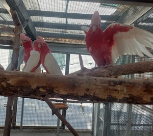 0.1 Rosakakadu Lutino