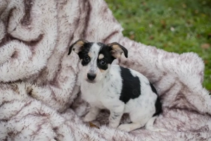 Chip-Nr. 253319 - Welpin - ein verspieltes, freundliches und neugieriges Welpenmädchen