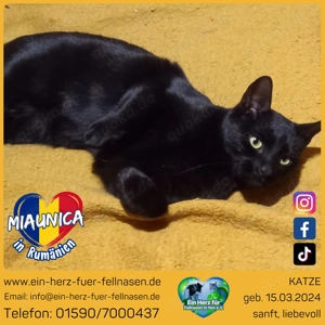 Miaunica - kleine Abenteurerin mit großem Herz sucht ihr Für-Immer-Zuhause
