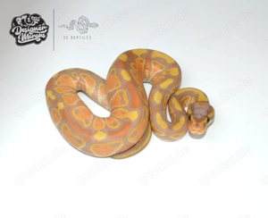 RESERVIERT 1.0 Mahogany Coral glow 100% HET Clown, Königspython 
