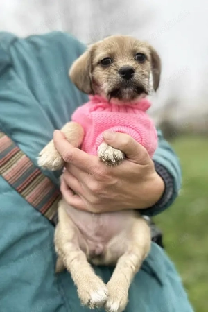 Chip-Nr. 255615 -Welpin - Ich habe noch keinen Namen, und ein liebevolles Zuhause suche ich auch