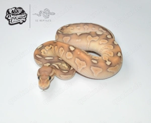 RESERVIERT 1.0 Mahogany Black Pastel Coral glow Lesser 100% HET Clown, Königspython 