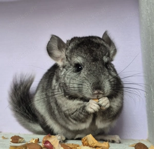 Chinchilla Baby Böckchen 