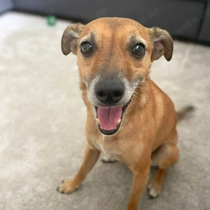 Bailey - aktiv und sensibel 