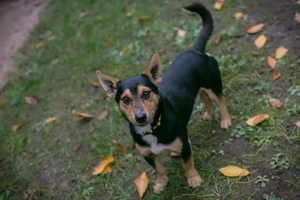 *BRUNO* - Der Junghund wartet auf ein Ticket ins eigene Familienleben