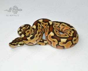 1.0 Special Spotnose Enchi 66% DH Genetic stripe Clown, Königspython  Bild 2
