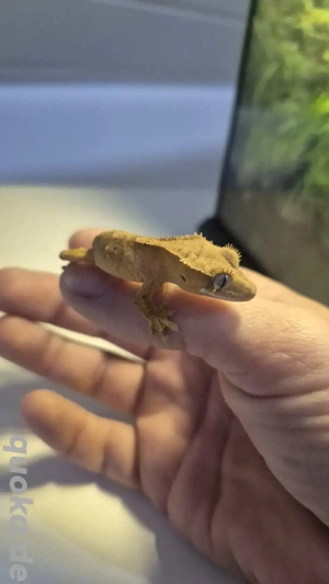 Kronengecko Jungtiere