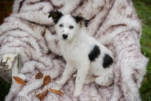 Chip-Nr. 261872 - Welpin - Ich habe noch keinen Namen, und ein liebevolles Zuhause suche ich auch