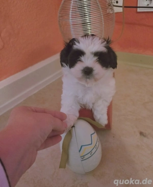 Shih-tzu toy Mädchen welpe