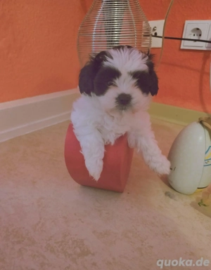 Shih tzu toy Mädchen 