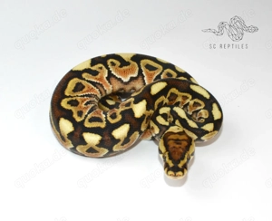 1.0 Special Spotnose 66% DH Genetic stripe Clown, Königspython 