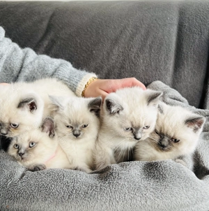 BKH Blue Point Kitten - gesund, geimpft & stubenrein