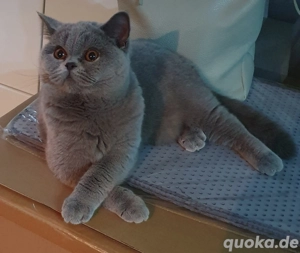 Bkh Dame zuchtkatze mit Stammbaum 