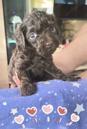 Cockerpoo Welpen mit Ahnentafel 