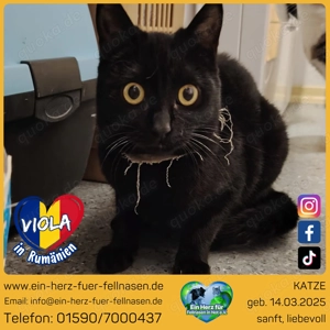 Schmusekatze Viola sucht ihr Happy End