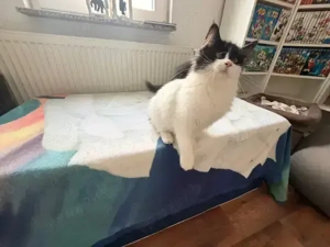 XXL Maine Coon Kitten suchen neues liebevolles Zuhause Bild 2