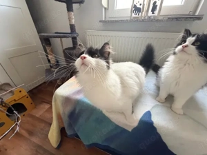 XXL Maine Coon Kitten suchen neues liebevolles Zuhause Bild 6