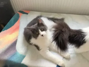 XXL Maine Coon Kitten suchen neues liebevolles Zuhause Bild 7