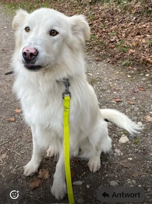 Snow der liebe Schmuser sucht sein Körbchen   in 82284