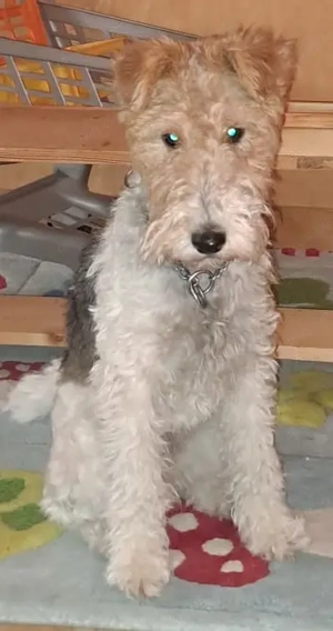 Fröhliche Foxterrier Hündin sucht liebevolles Zuhause