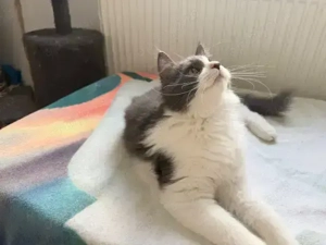 XXL Maine Coon Kitten suchen neues liebevolles Zuhause Bild 8