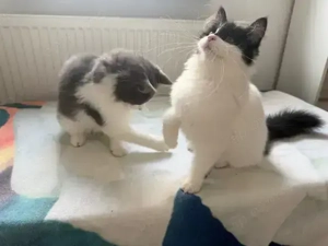 XXL Maine Coon Kitten suchen neues liebevolles Zuhause Bild 9