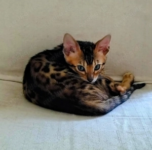 Bengal Kitten dürfen ausziehen.