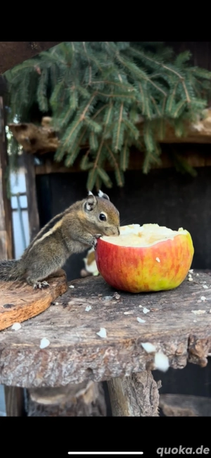 Chinesische Baumstreifenhörnchen Jungtiere