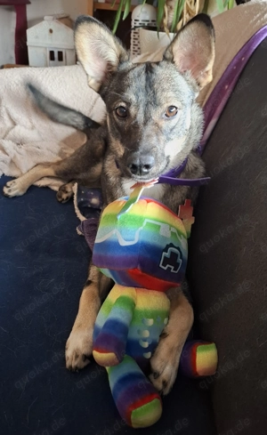 Kuschelbedürftige Hündin sucht Zuhause 