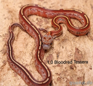 Kornnatter Jungtiere 2025 Bloodred+Lavender 