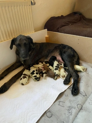 11 süße Hundewelpen