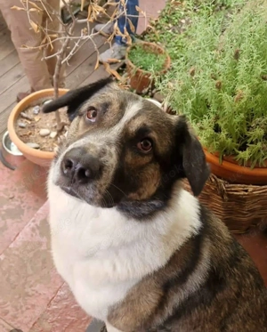 Kalle S 52 cm   kleiner Abenteurer [auf Pflegestelle in 90419 Nürnberg]