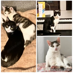 Ines und Rocky zwei Katzenkinder   Kitten   Katze Kater 