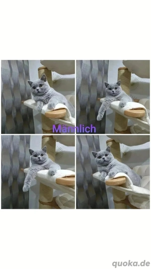 Reinrassige Bkh Kitten mit Stammbaum 