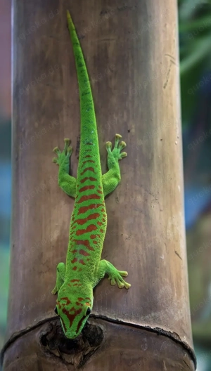 Phelsuma grandis, Suche, weiblich 