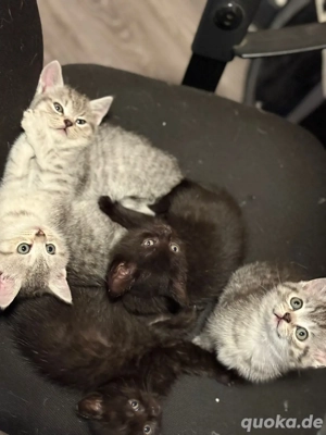 Reinrassige BKH Kitten suchen ein liebevolles Zuhause 
