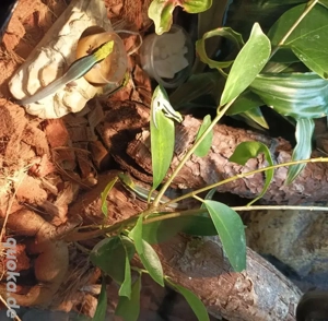 Phelsuma klemmeri  Bild 2