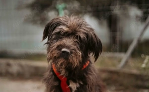 Wuschelbär Jonas - sanfter Rüde mit großem Herzen