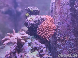 Korallenableger Anemone Kupfer Meerwasser Koralle Bild 3