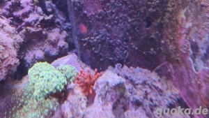 Korallenableger Anemone Kupfer Meerwasser Koralle Bild 2