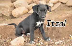 Bist du bereit, diesem kleinen Herzenshund Itzal ein Zuhause zu schenken